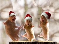 pic for Mouse Christmas